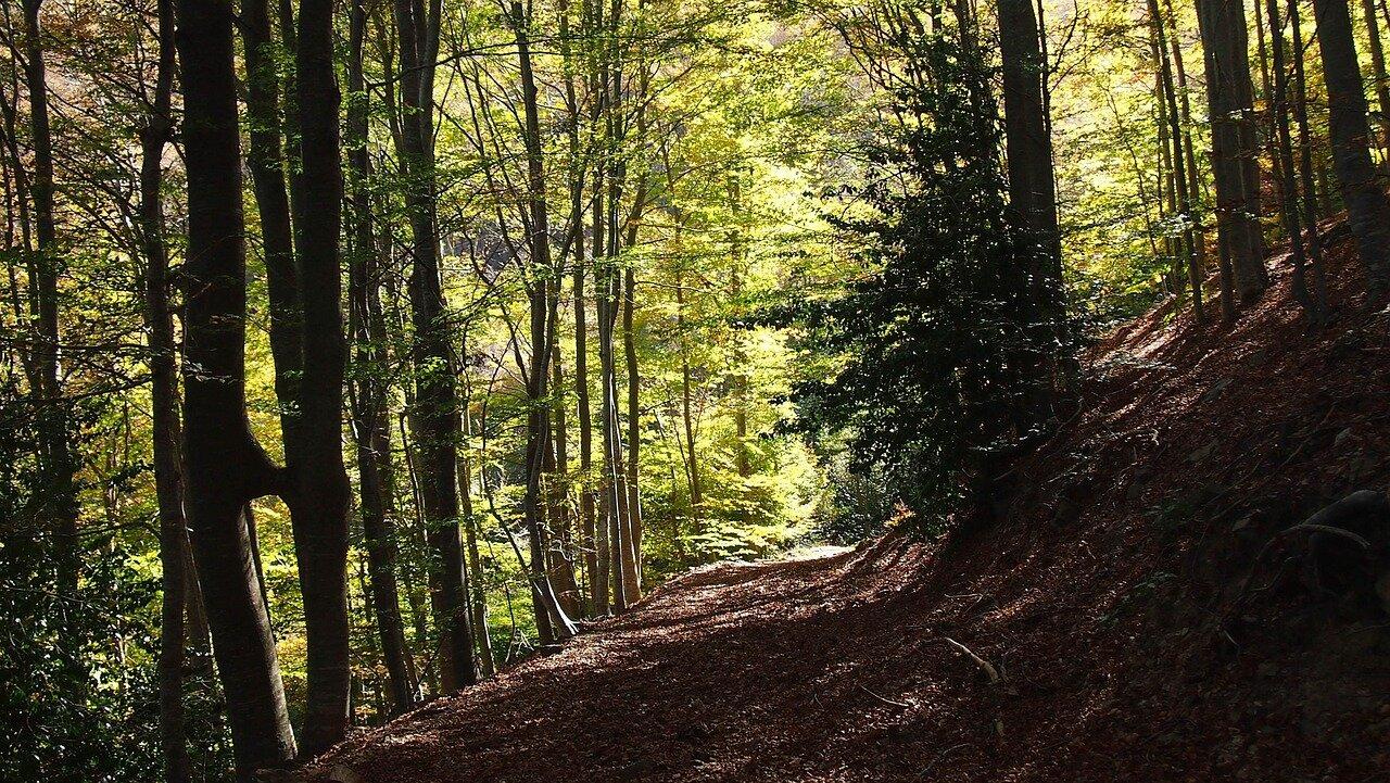 Montseny Without a Car: A Conservative Mountain Day
